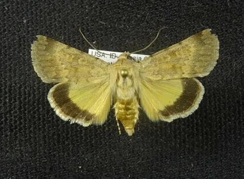 Sympistis hayesi