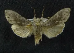 Streaked Hooded Owlet Moth thumbnail 3