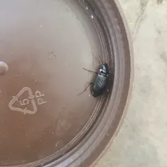 European Gazelle Beetle thumbnail 3