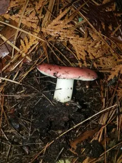 Birch Brittlegill thumbnail 2