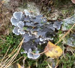 field dog lichen thumbnail 2