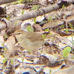 Swainson's Warbler thumbnail 4