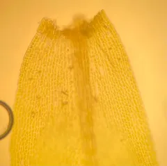 Alleghany Thamnobryum Moss thumbnail 4
