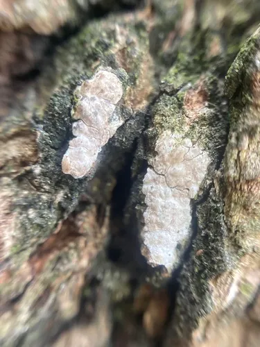 Dendrothele acerina