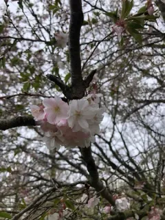 Japanese Cherry thumbnail 1
