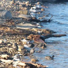 American Coot thumbnail 2