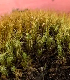 Fragile Twisted Moss thumbnail 4