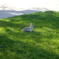 Desert Cottontail thumbnail 2