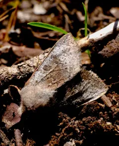 Orthosia pulchella thumbnail 4