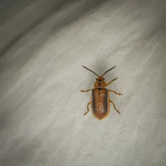 Black-margined Loosestrife Beetle thumbnail 3