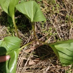 Idaho trillium thumbnail 2