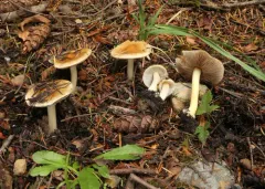 Inocybe ceskae thumbnail 2