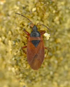 Gastrodes pacificus thumbnail 2