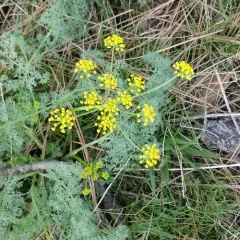 pungent desert parsley thumbnail 2