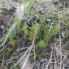 Wormleaf Stonecrop thumbnail 3