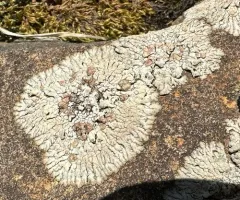 Placopsis lambii thumbnail 3
