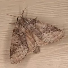 Variable Oakleaf Caterpillar Moth thumbnail 4