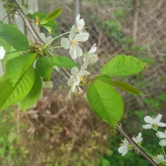 wild cherry thumbnail 4