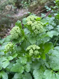 Alexanders thumbnail 3