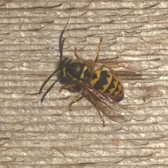 Western Yellowjacket thumbnail 3