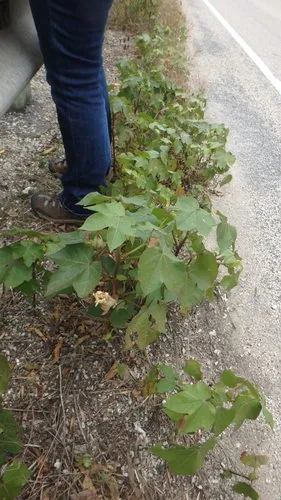 Upland Cotton