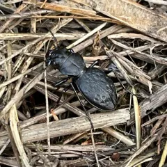 Greater Night-stalking Tiger Beetle thumbnail 3