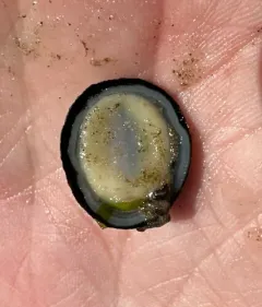 Chocolate Limpet thumbnail 4