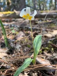 Howell's fawn lily thumbnail 2