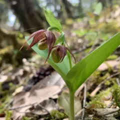 Clustered Lady's Slipper thumbnail 2