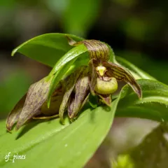 Clustered Lady's Slipper thumbnail 3