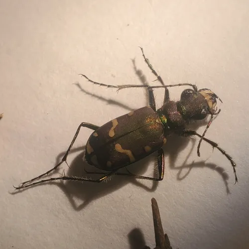 Common Claybank Tiger Beetle