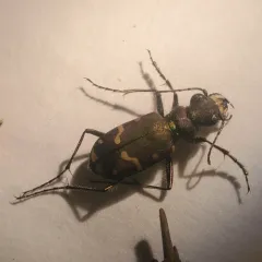 Common Claybank Tiger Beetle thumbnail 1