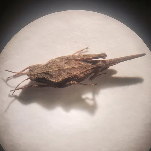 Slender Groundhopper