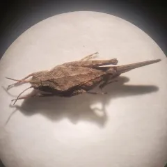 Slender Groundhopper thumbnail 1