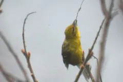 Flame-colored Tanager thumbnail 2