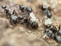 Formica accreta thumbnail 4