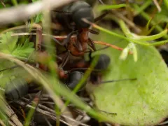 Isabelline Mound Ant thumbnail 2