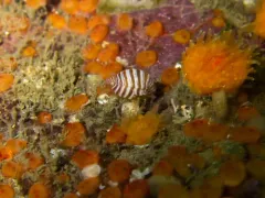 Thorlaksonius brevirostris thumbnail 2