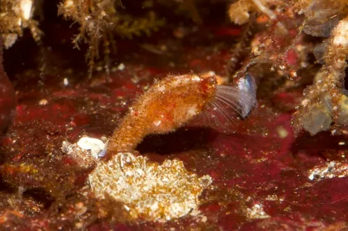 Hamatoscalpellum columbianum