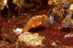 Hamatoscalpellum columbianum thumbnail 1