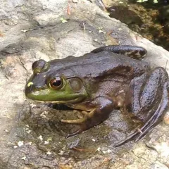 American Bullfrog thumbnail 2