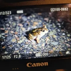 Eastern Spadefoot thumbnail 2