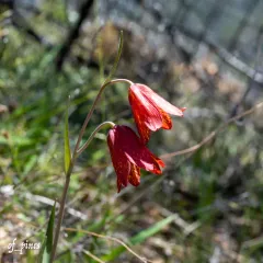 Gentner's fritillary thumbnail 3