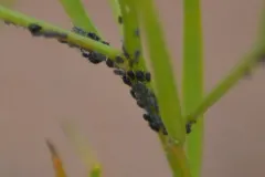 Cowpea Aphid thumbnail 1