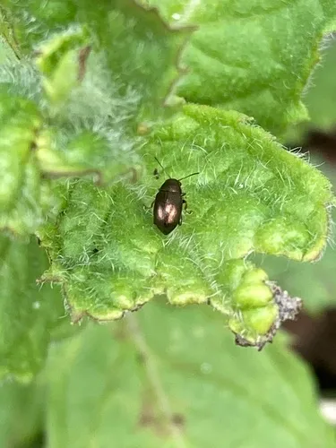 Bronze Leaf Beetle