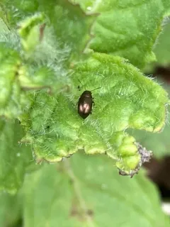 Bronze Leaf Beetle thumbnail 1