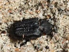 Cremastocheilus canaliculatus thumbnail 1