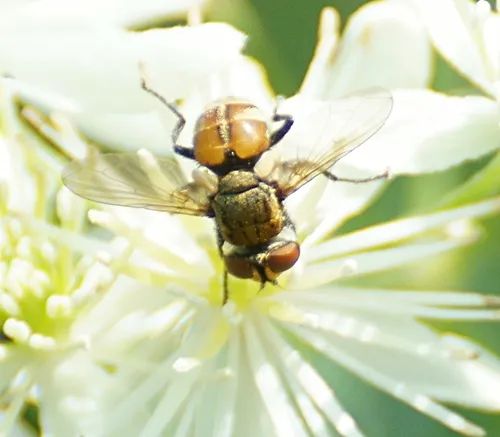 Gymnoclytia unicolor