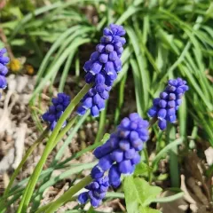 Garden Grape-hyacinth thumbnail 4