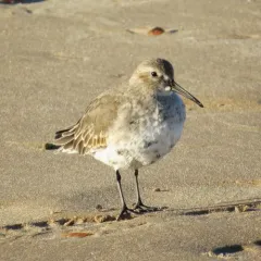 Dunlin thumbnail 2